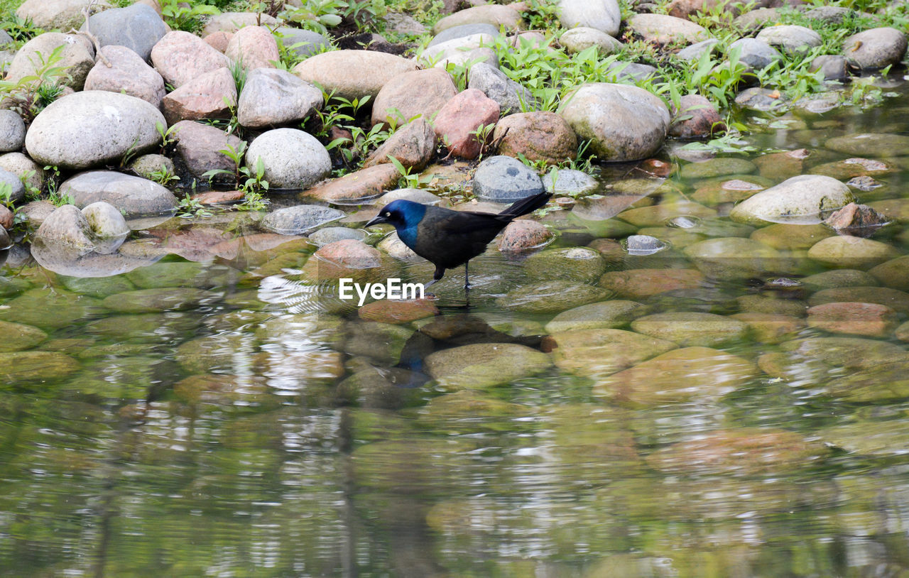 HIGH ANGLE VIEW OF BIRD PERCHING ON ROCK BY LAKE