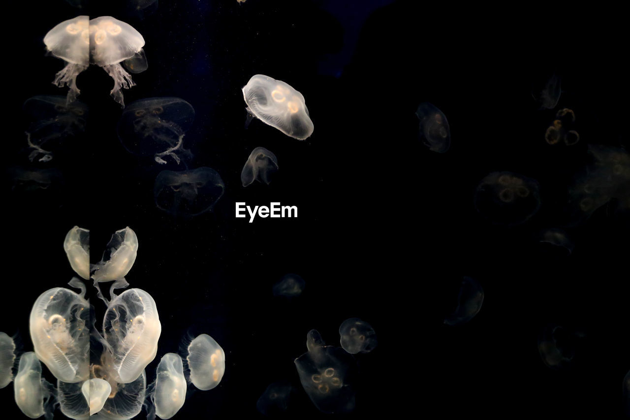 CLOSE-UP OF JELLYFISH IN WATER