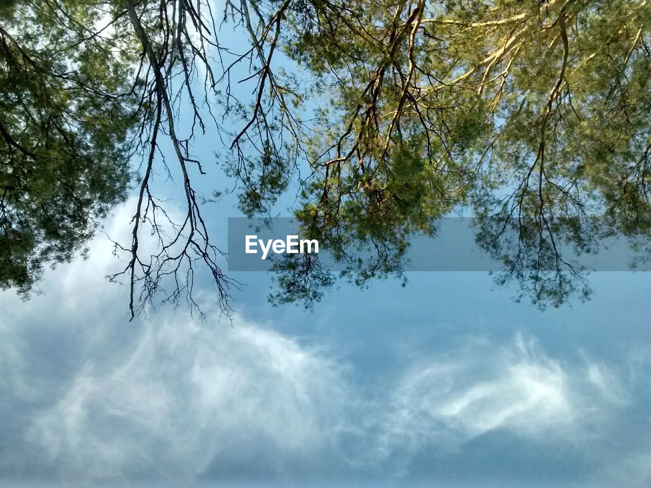 LOW ANGLE VIEW OF PLANTS AGAINST SKY