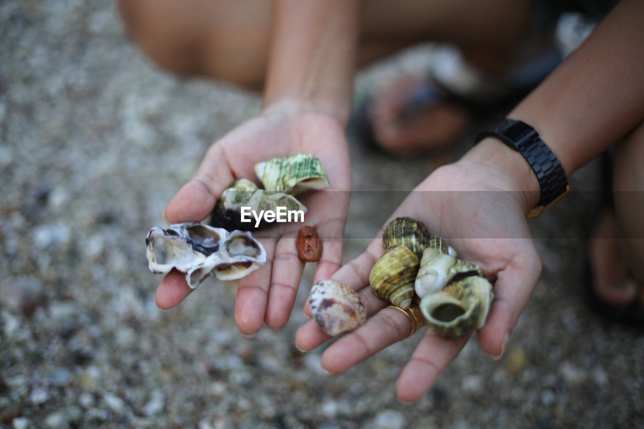 Low section of person holding seashells at beach
