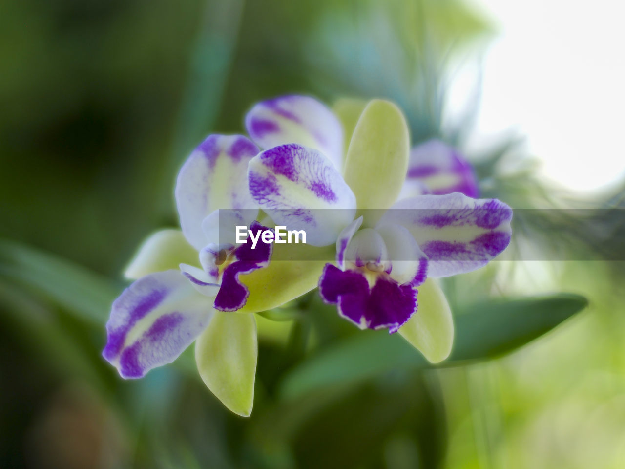 Close-up of purple flowering plant