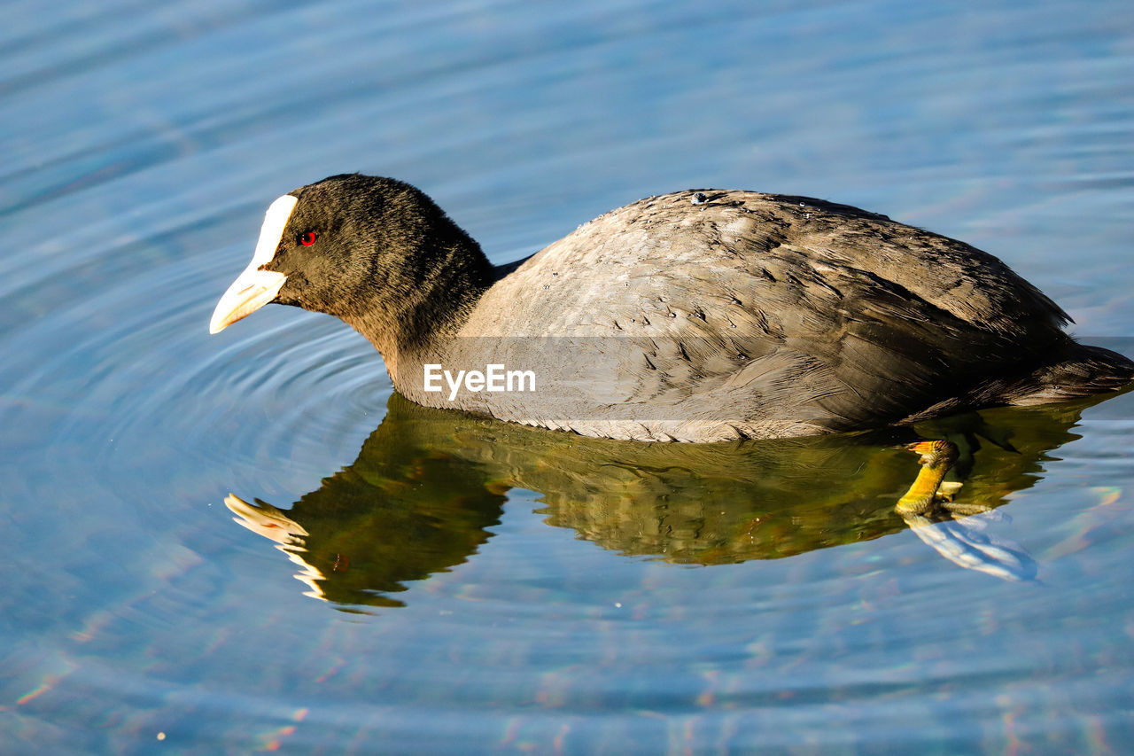 CLOSE-UP OF A DUCK IN LAKE
