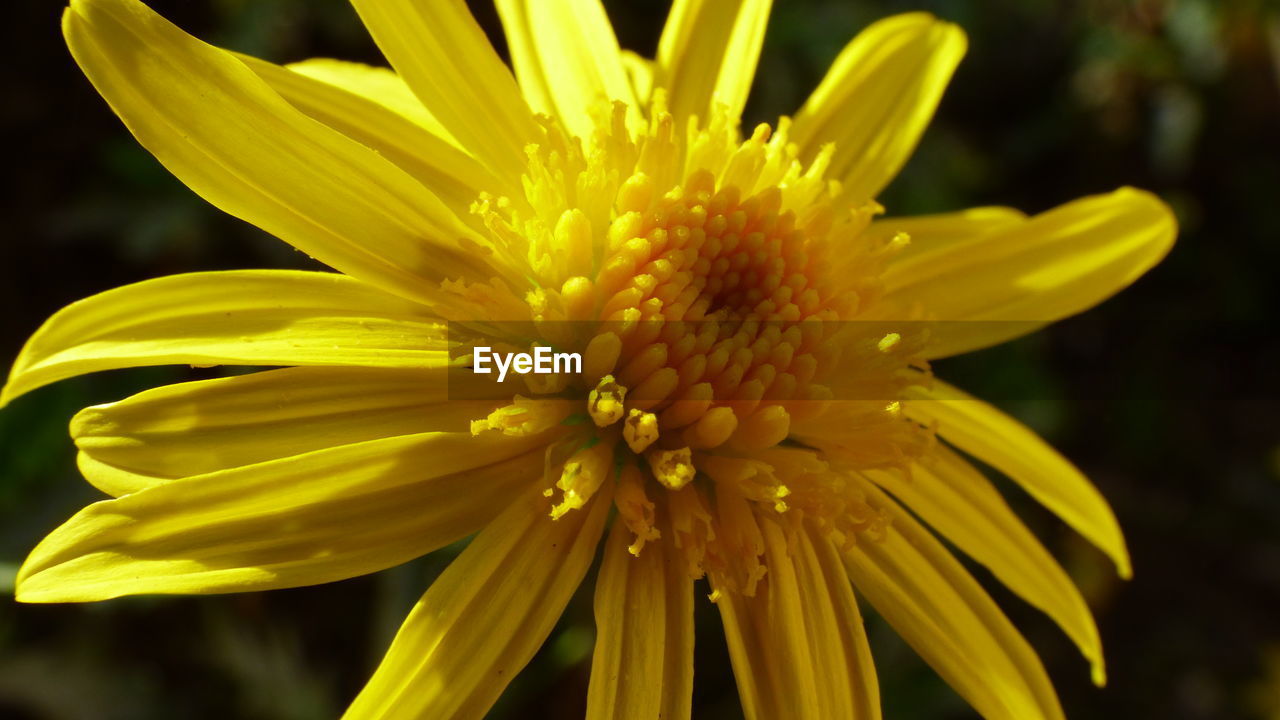 Close-up of fresh yellow flower blooming in garden