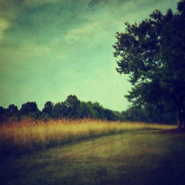 TREES ON GRASSY FIELD AGAINST SKY