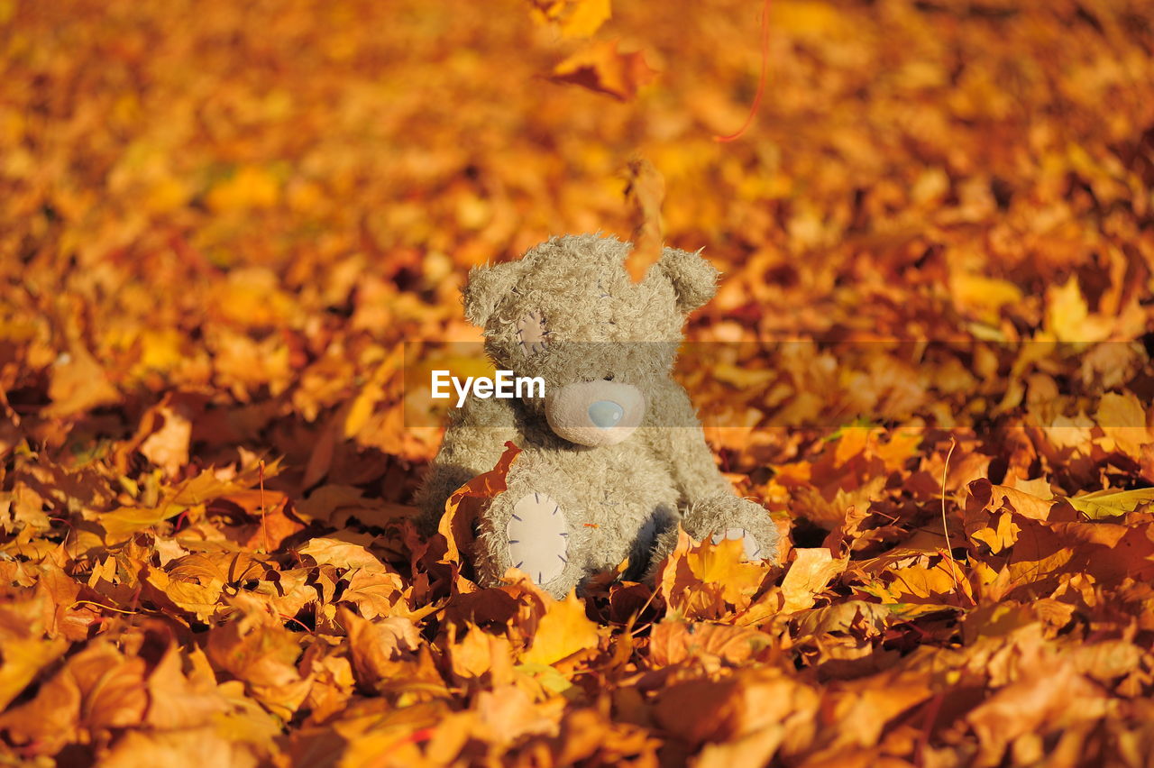 CLOSE-UP OF MAPLE LEAF ON FIELD