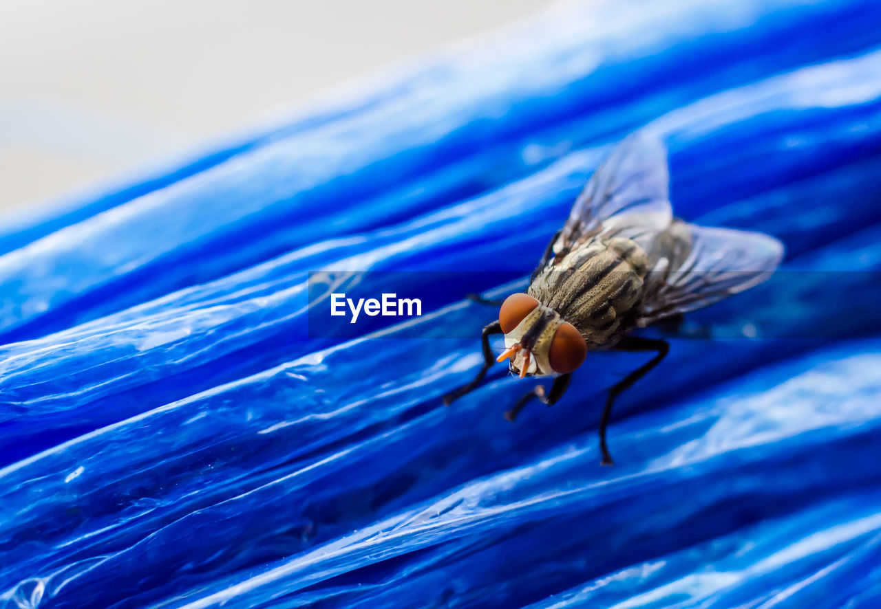 Close-up of housefly on plastic