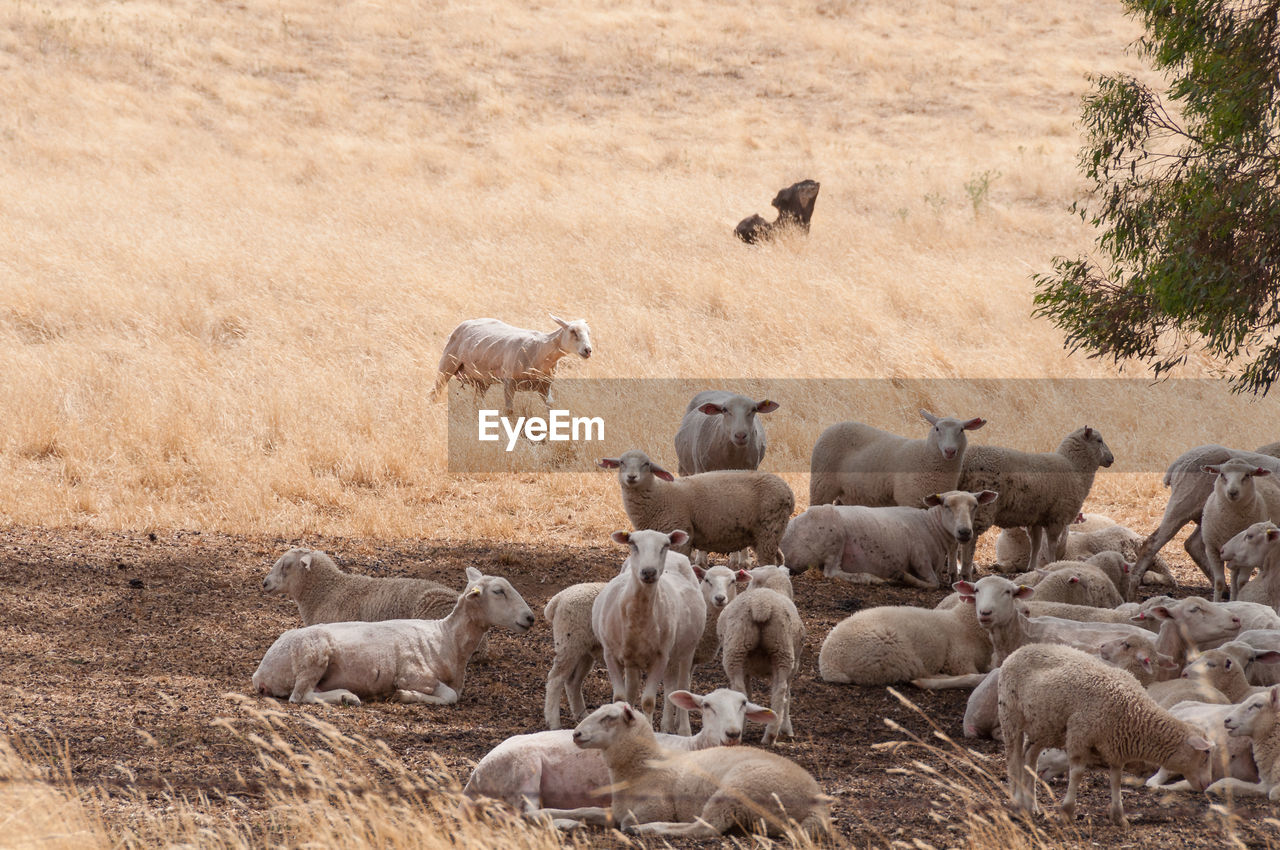 Flock of sheep in a field