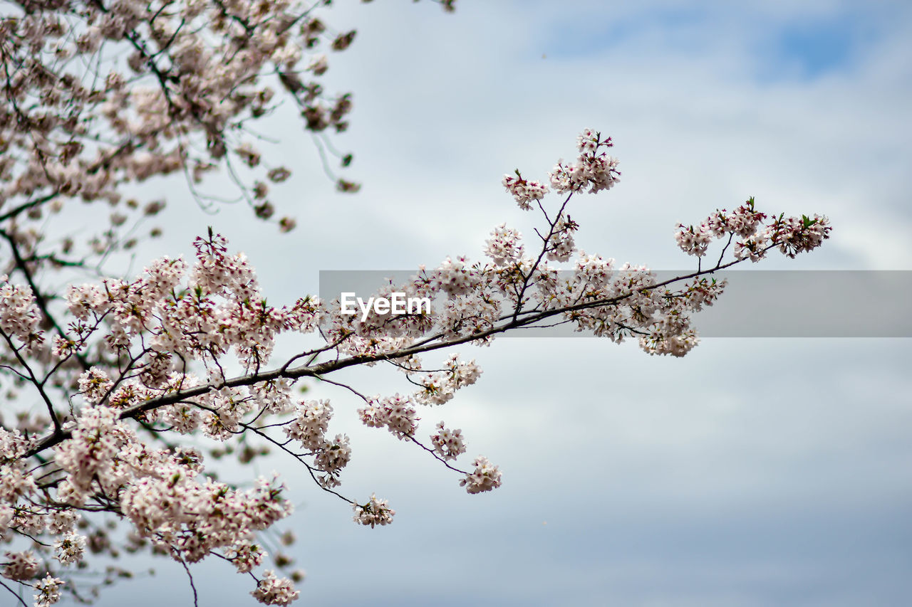 Low angle view of cherry blossom tree against sky