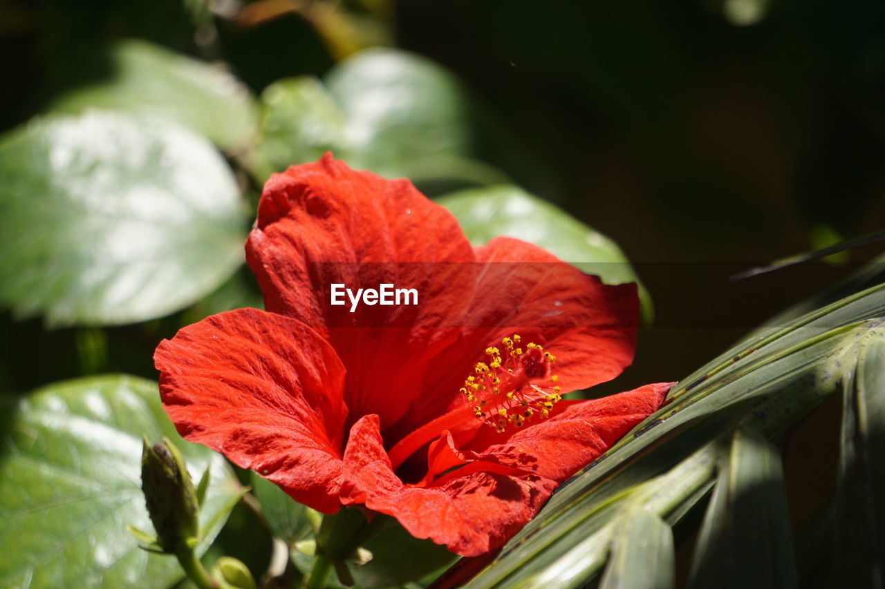 Close-up of red hibiscus flower