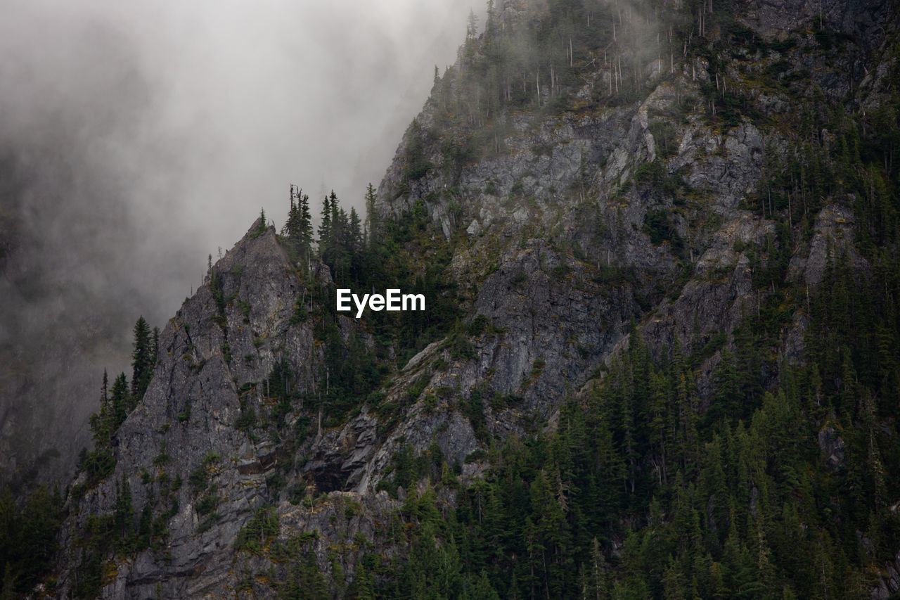 SCENIC VIEW OF PINE TREES IN FOREST