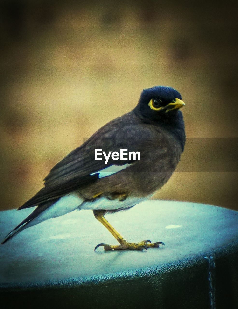 Myna perching on pole outdoors