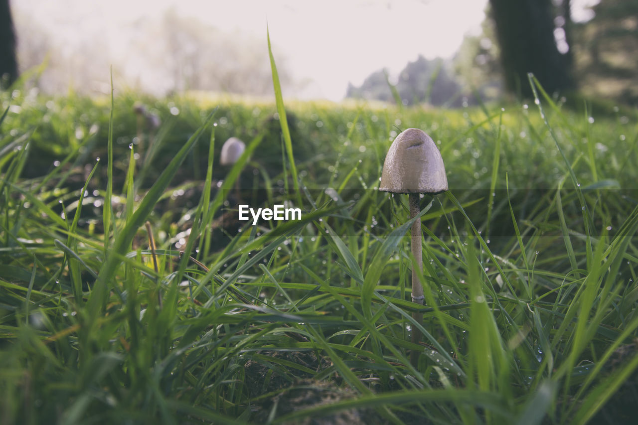 Close-up of mushroom growing on field