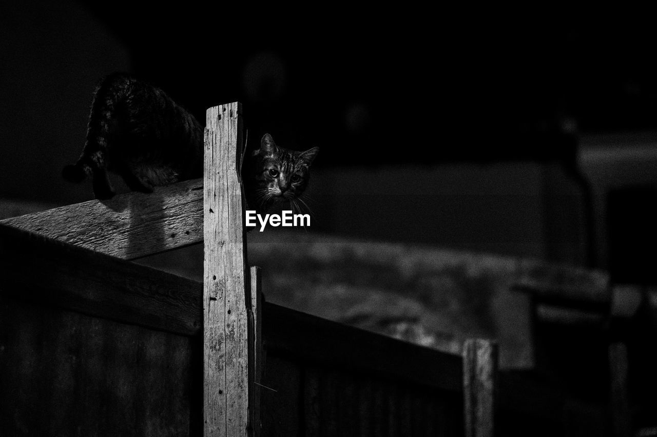 CLOSE-UP OF A CAT ON WOODEN FLOOR