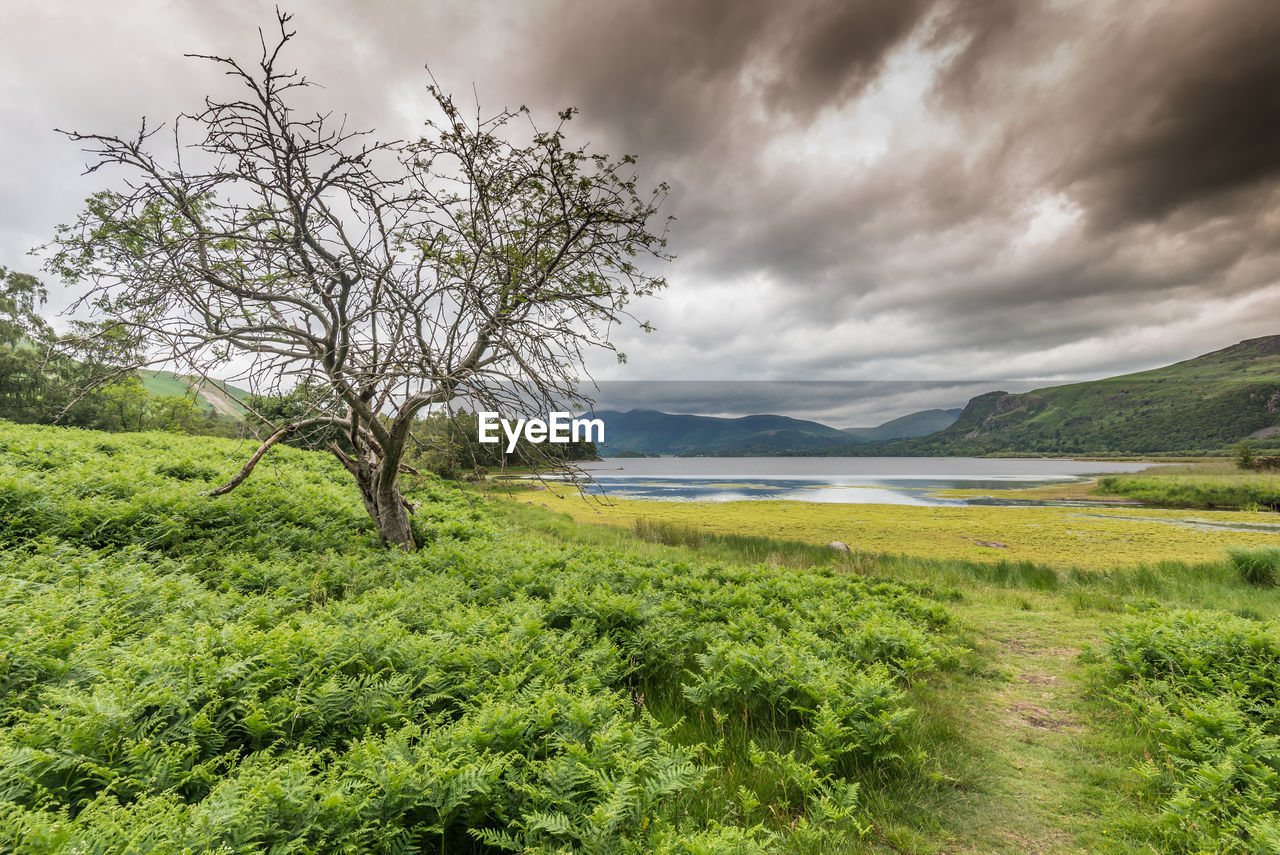 SCENIC VIEW OF TREES AND LANDSCAPE AGAINST SKY