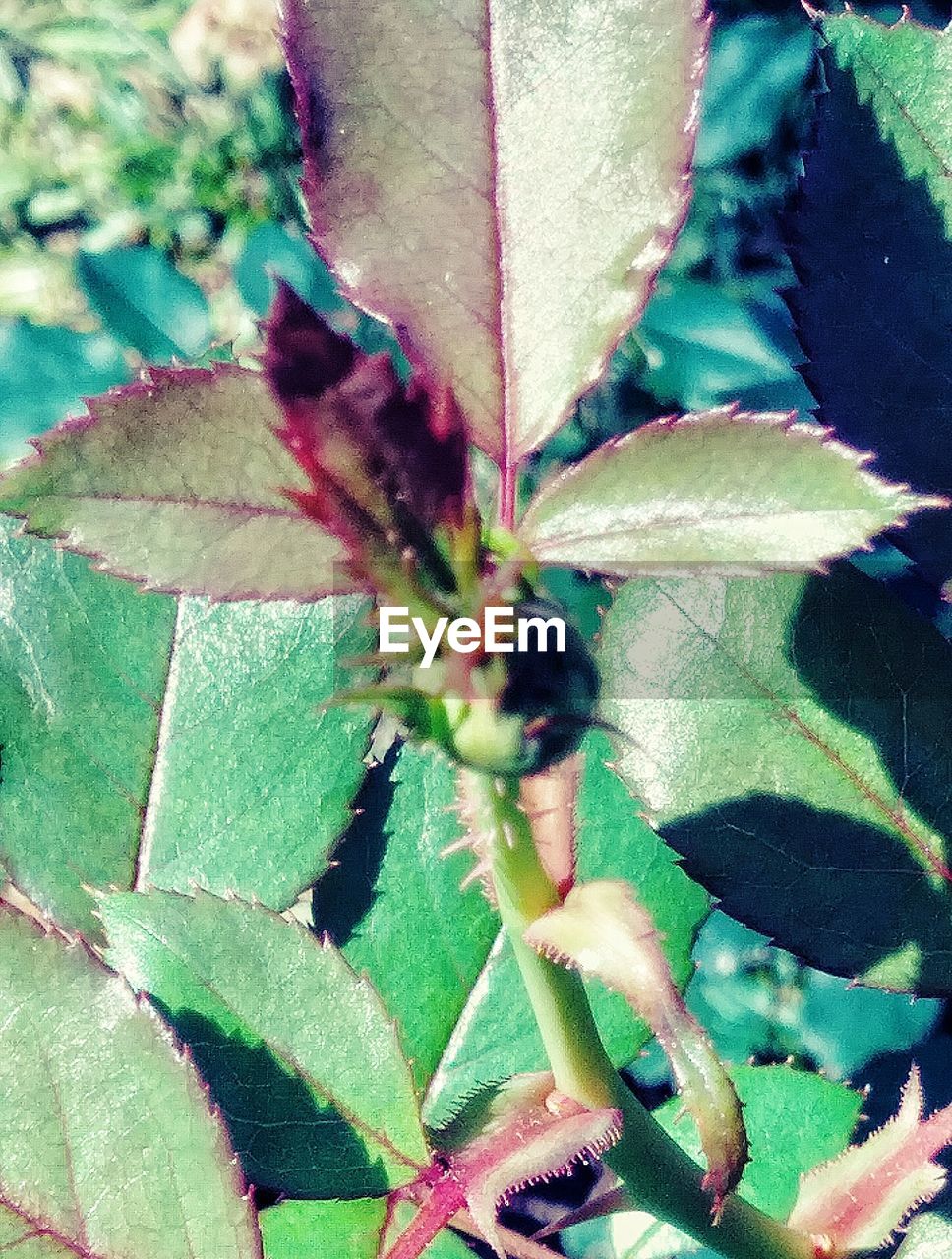 CLOSE-UP OF GREEN INSECT ON PLANT AT RED FLOWERING PLANTS