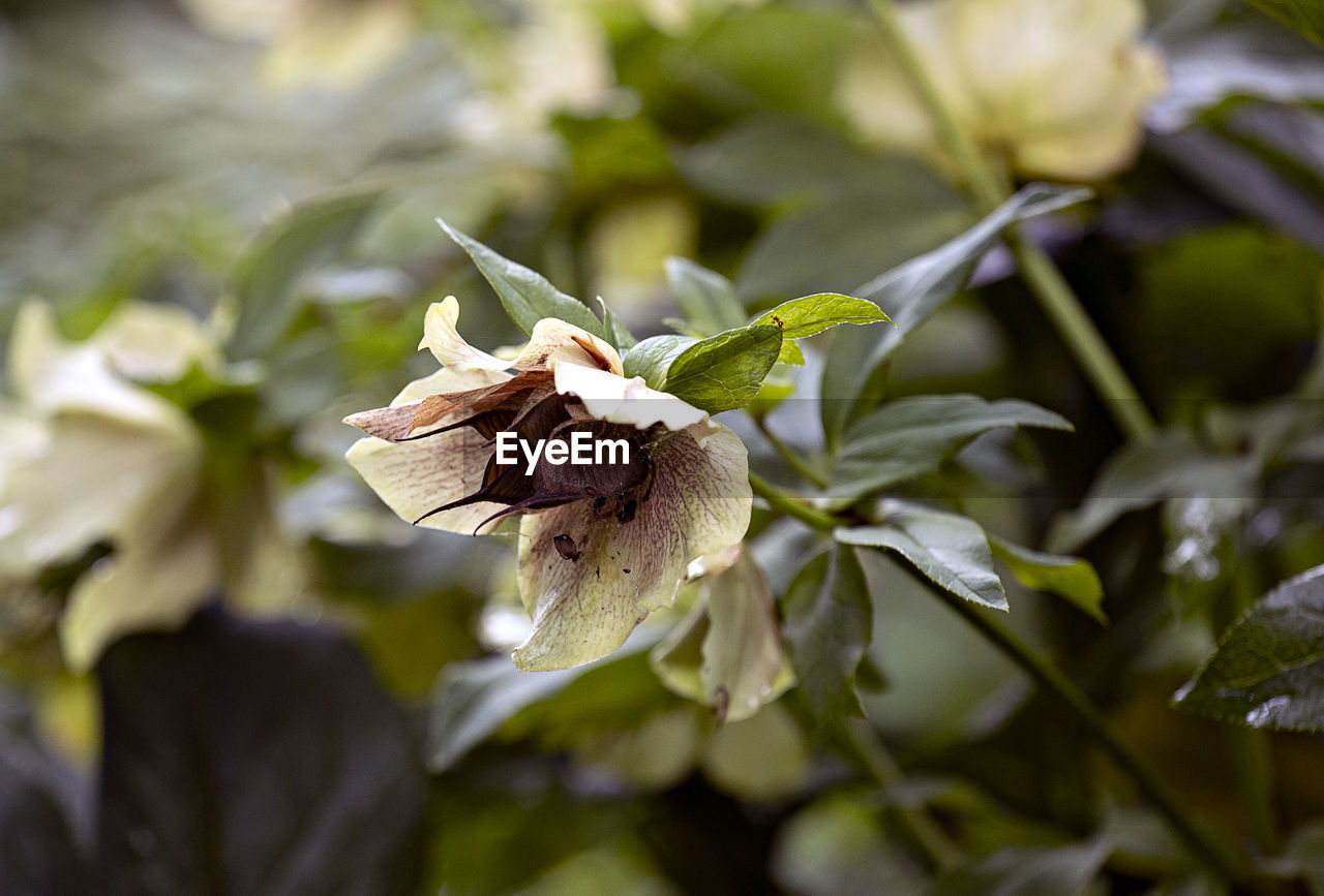 CLOSE-UP OF WILTED FLOWER ON PLANT