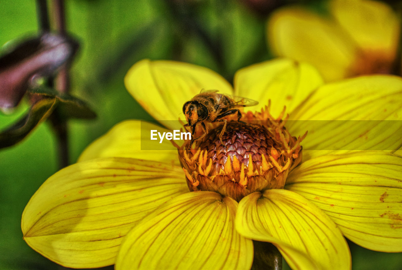 CLOSE-UP OF INSECT POLLINATING ON YELLOW FLOWER