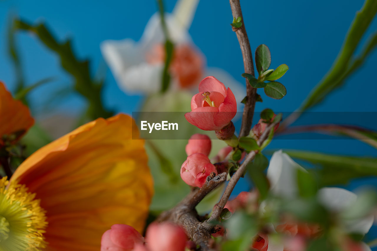 CLOSE-UP OF PINK FLOWERING PLANTS