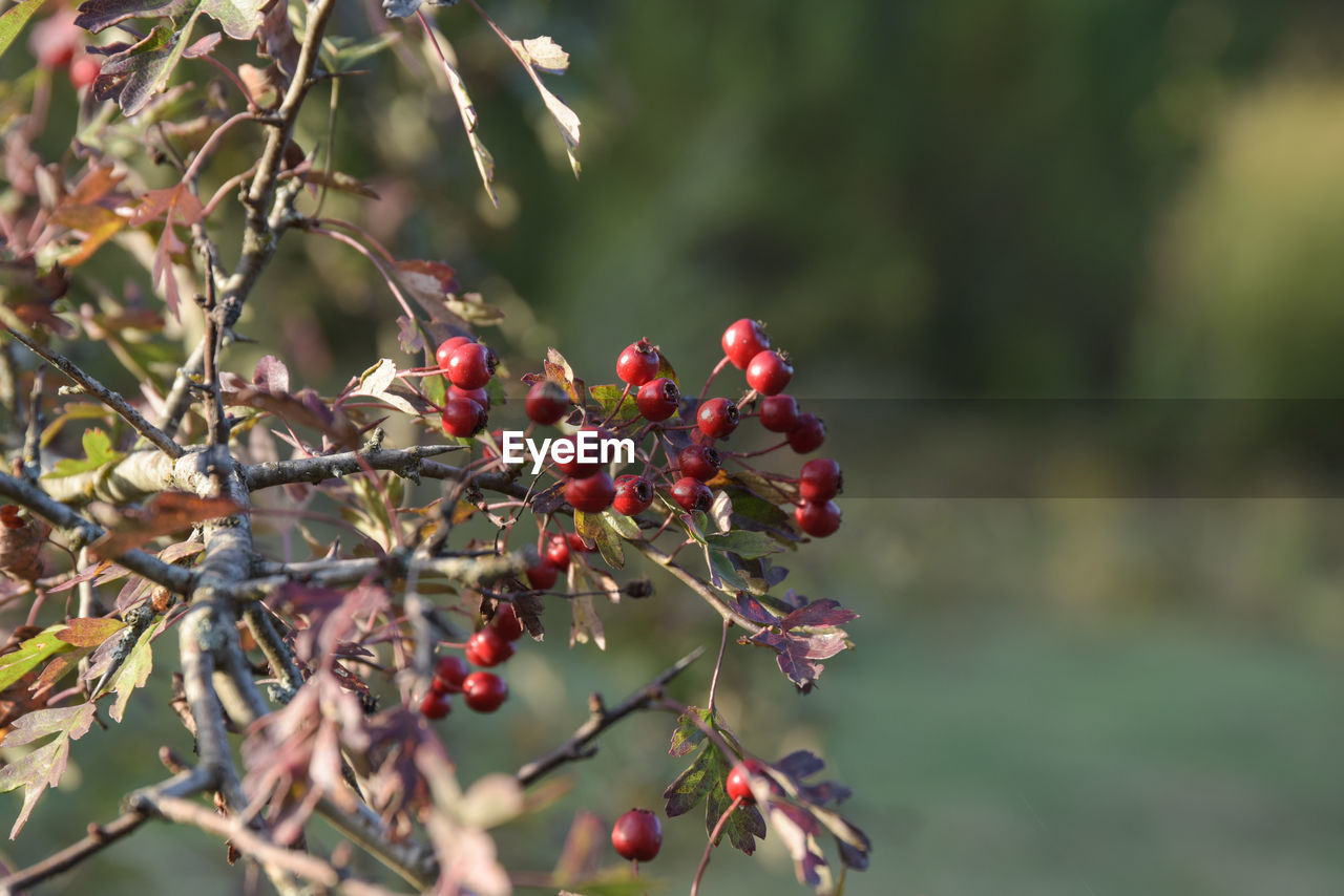 CLOSE-UP OF BERRIES GROWING ON TREE