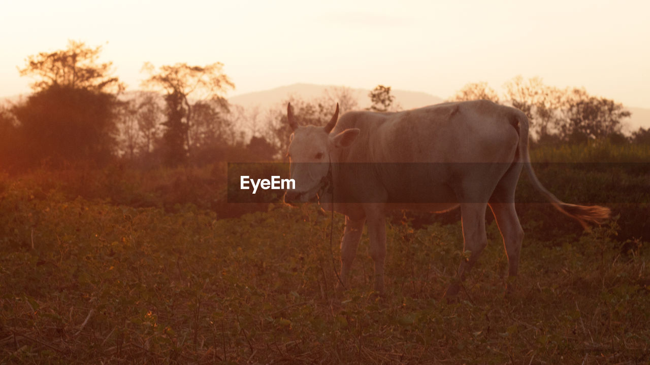 Cow standing on grassy field