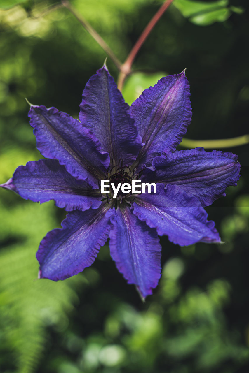 Close-up of purple flowering plant