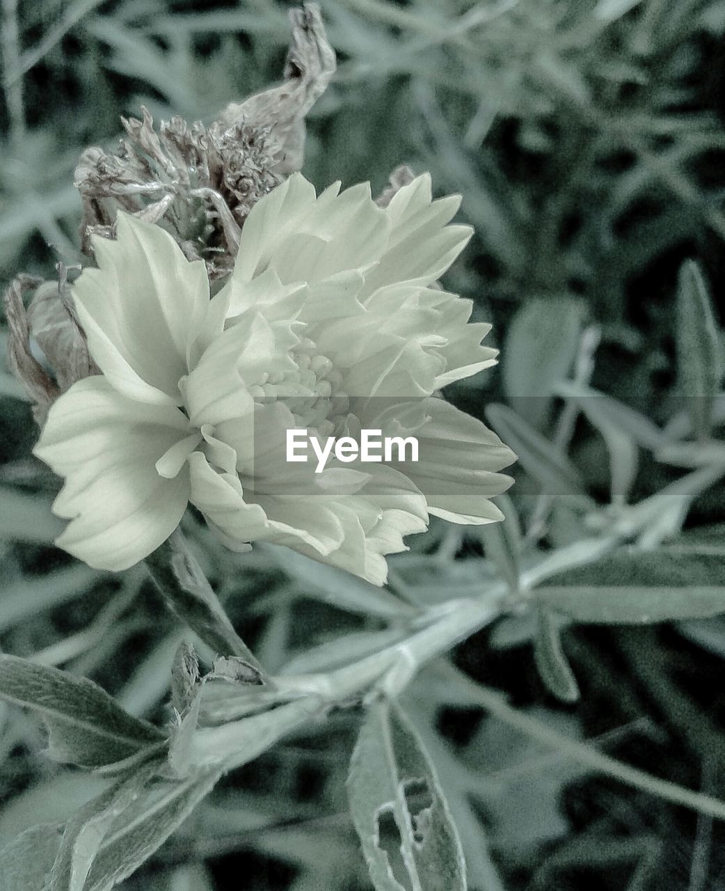 CLOSE-UP OF FLOWERS