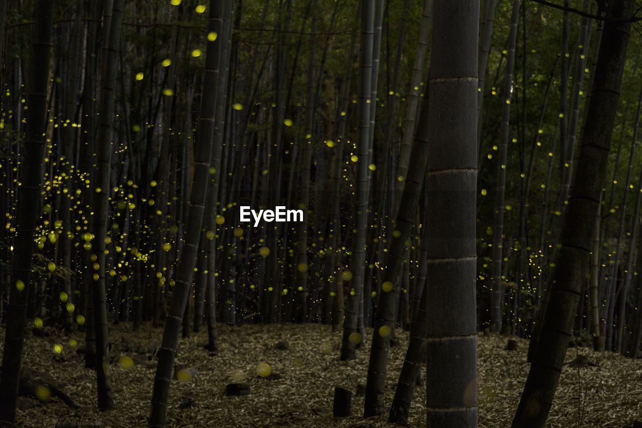 BAMBOO PLANTS GROWING IN FOREST