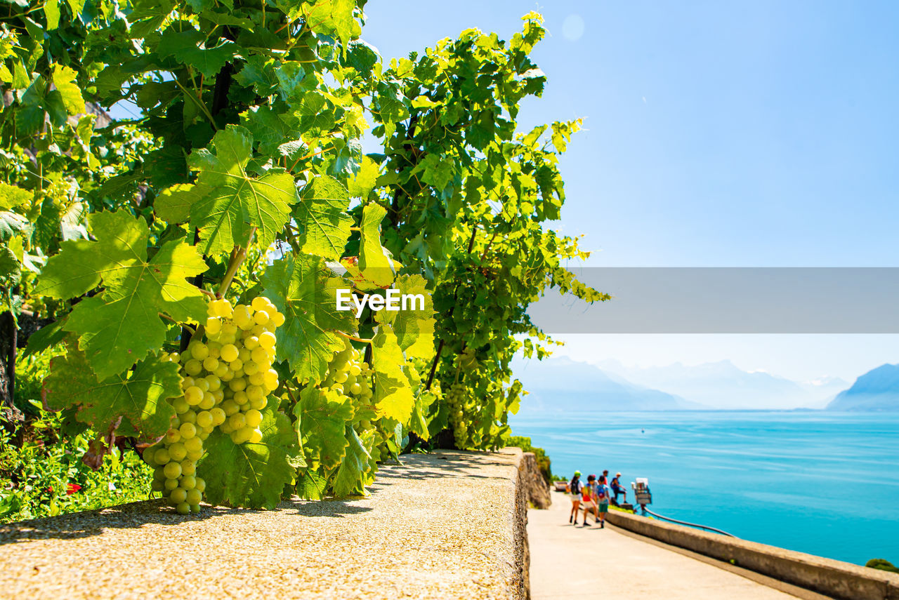 Vineyards on lake geneva, excursions and itineraries among the vineyards, panorama on lake geneva.