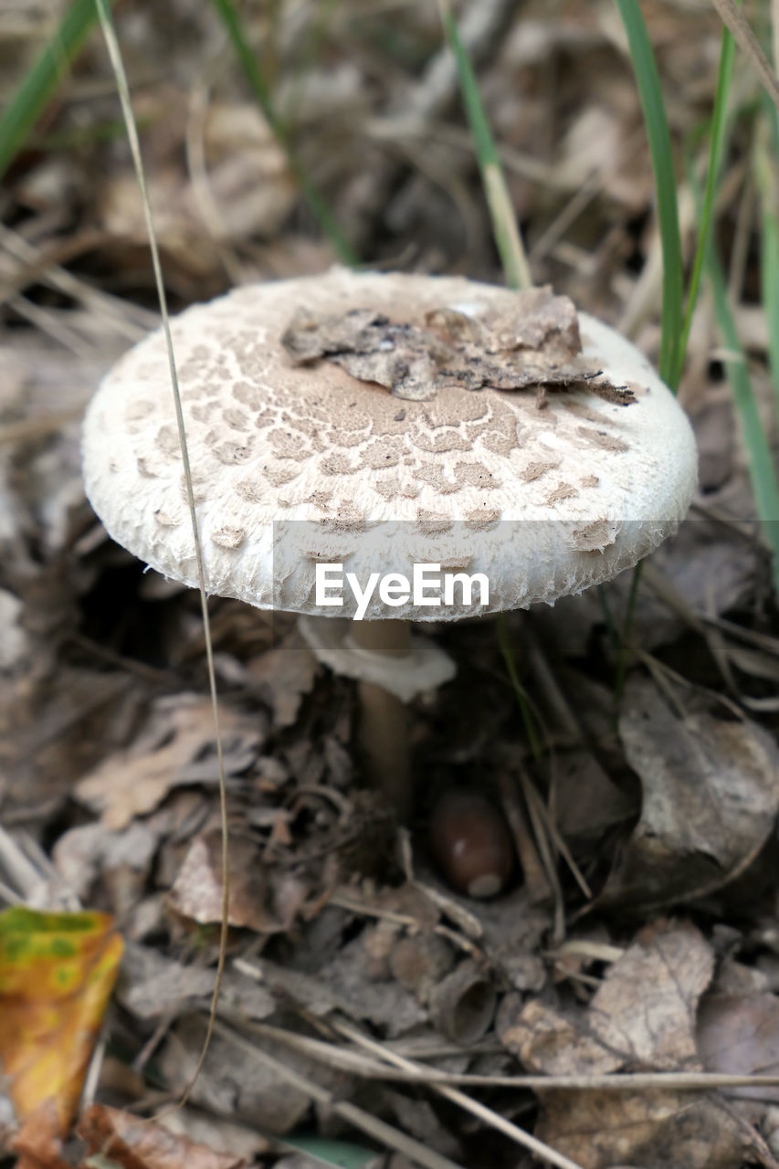 MUSHROOM GROWING ON FIELD