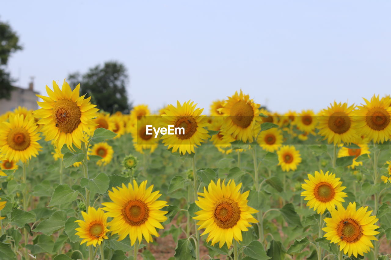 Close-up of sunflowers in field against clear sky