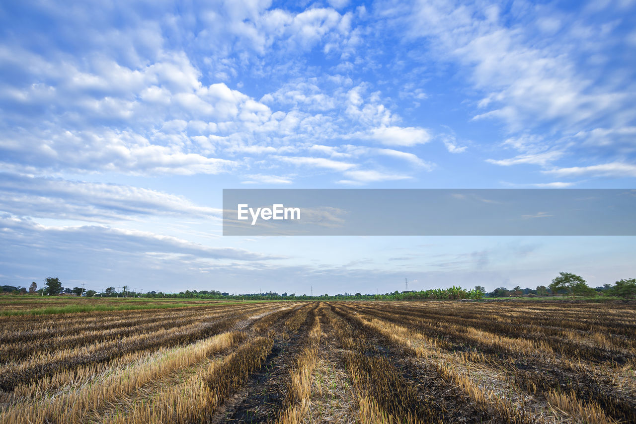 FIELD AGAINST SKY