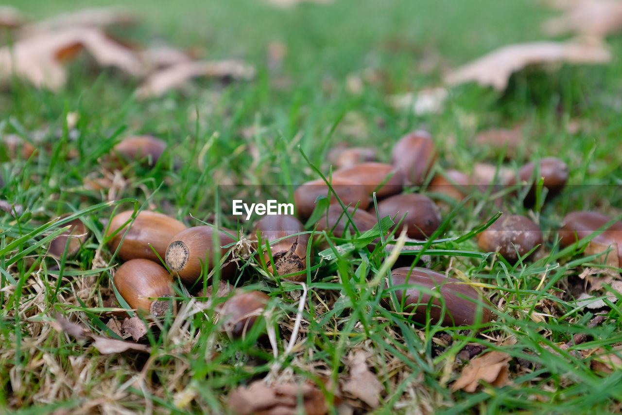 Acorns on the grass at autumn