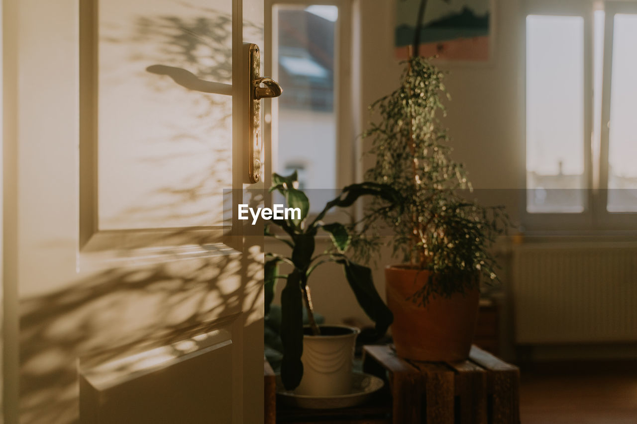 Potted plants at home during sunset 