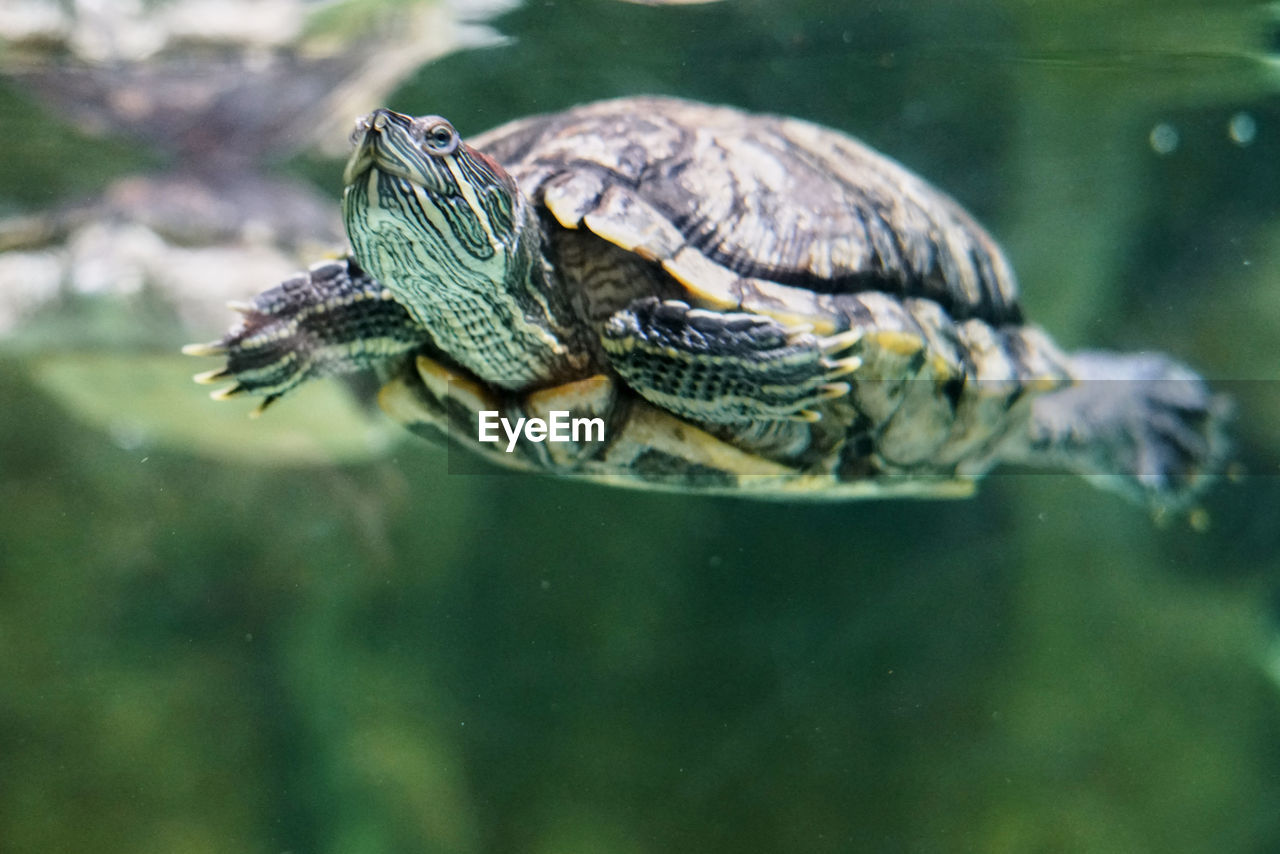 Close-up of turtle swimming in lake