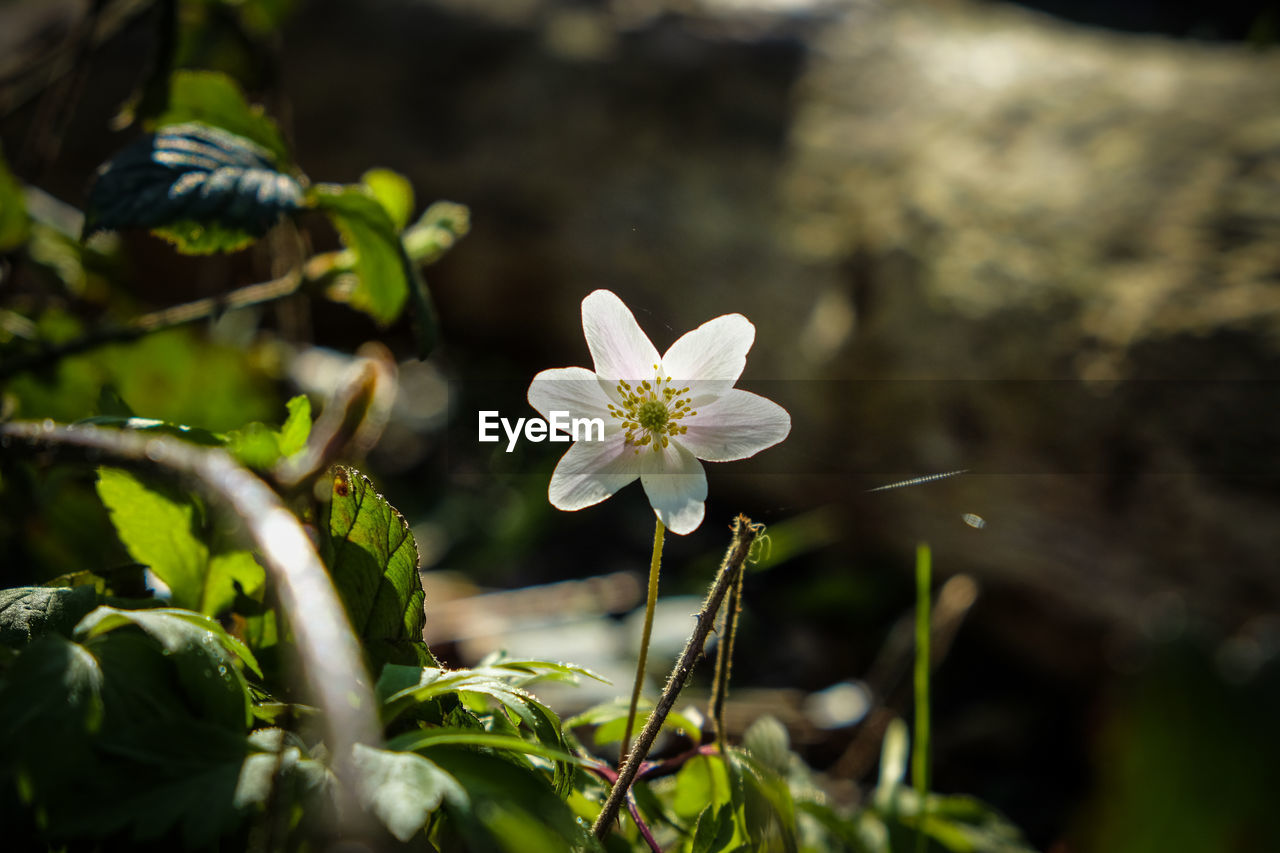 Close-up of white flowering plant