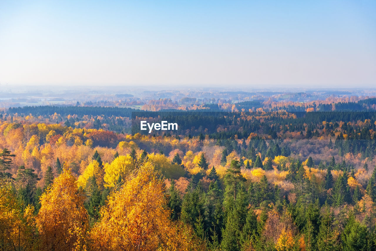 Beautiful autumn colors in the forest to the horizon