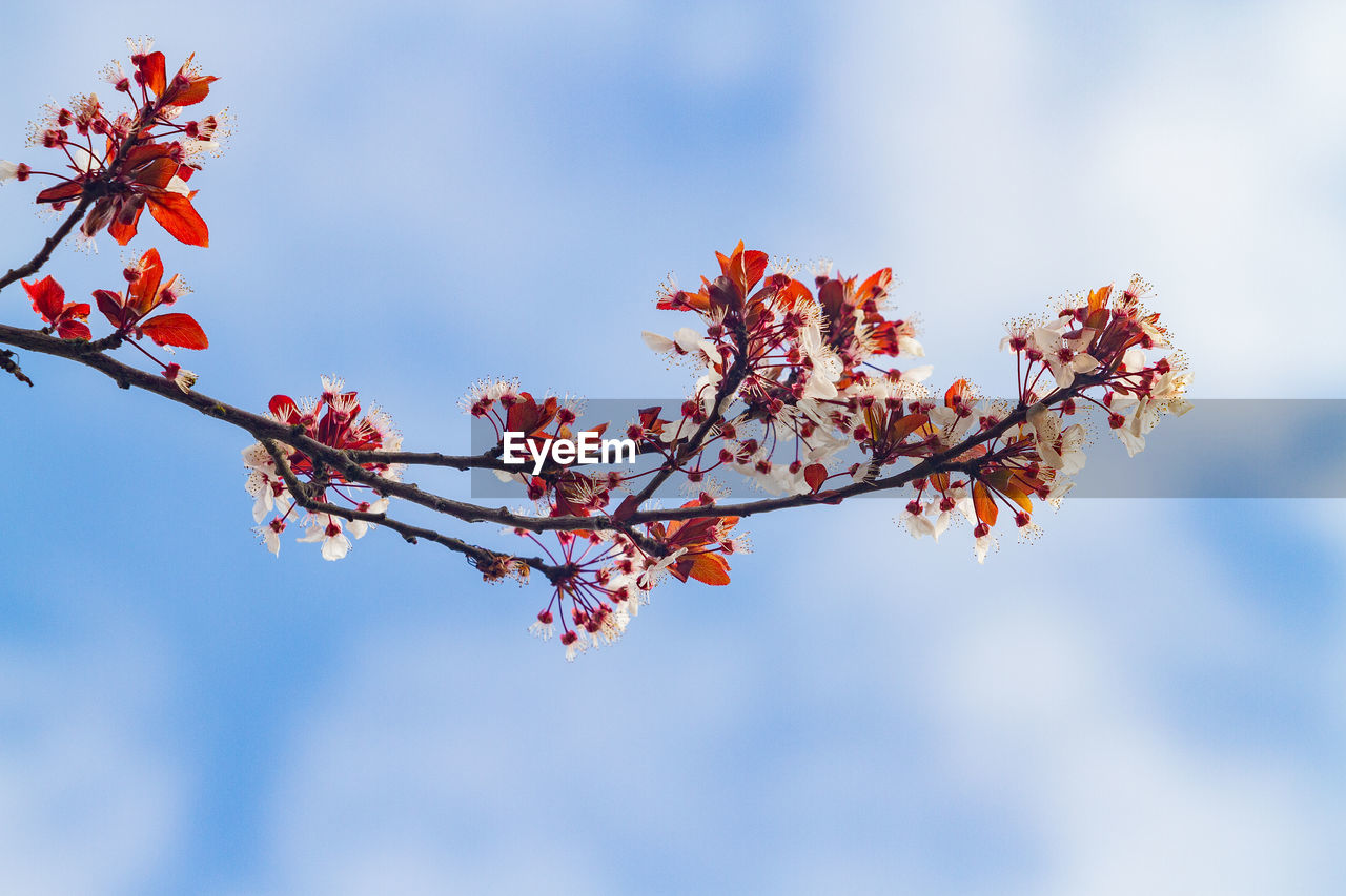 Low angle view of cherry blossom tree against sky