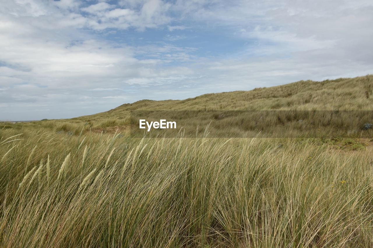 Scenic view of grassy sand dunes against sky