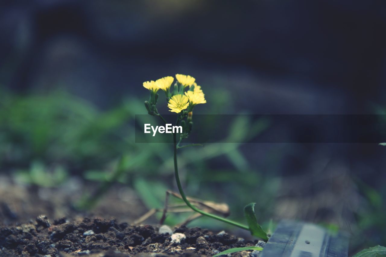 Close-up of yellow flowering plant on field