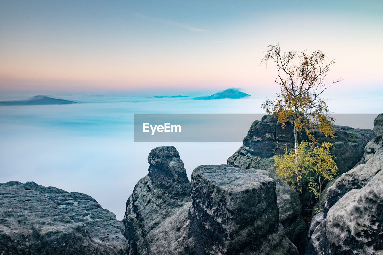 Brightly colored tree on rock in morning mist at autumn. morning inversion in rock mountains