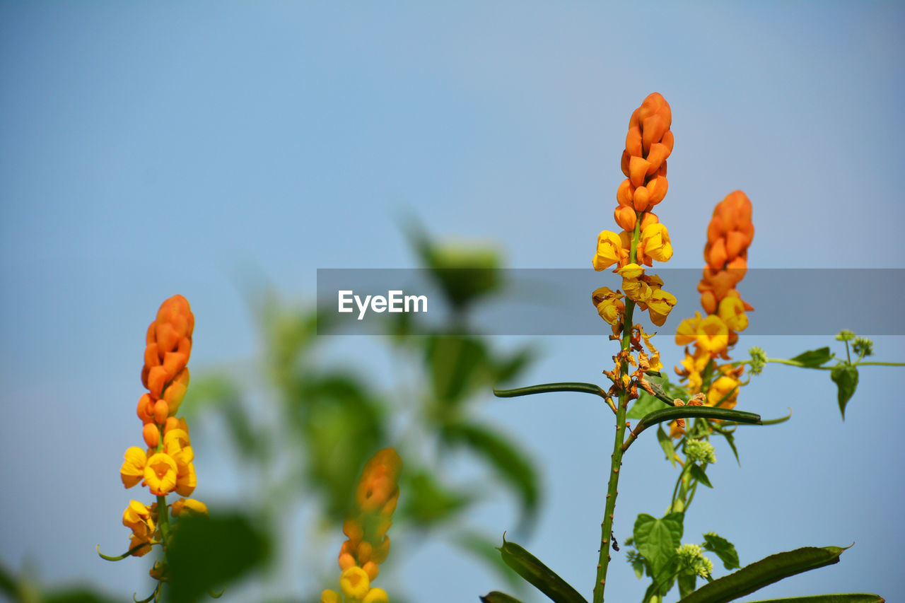 CLOSE-UP OF ORANGE FLOWERING PLANT AGAINST SKY