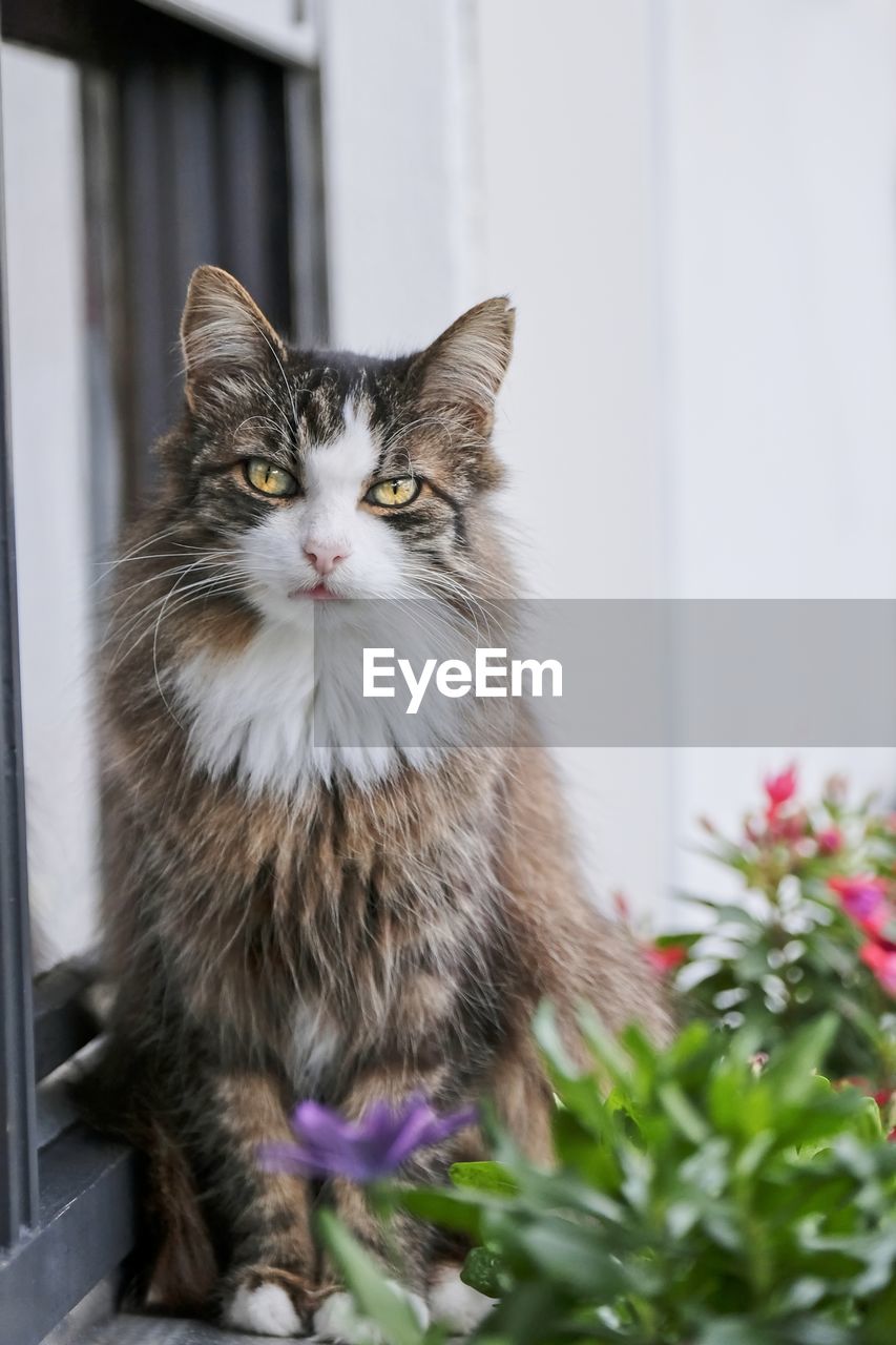 Cute maine coon cat sitting on the window sill. 