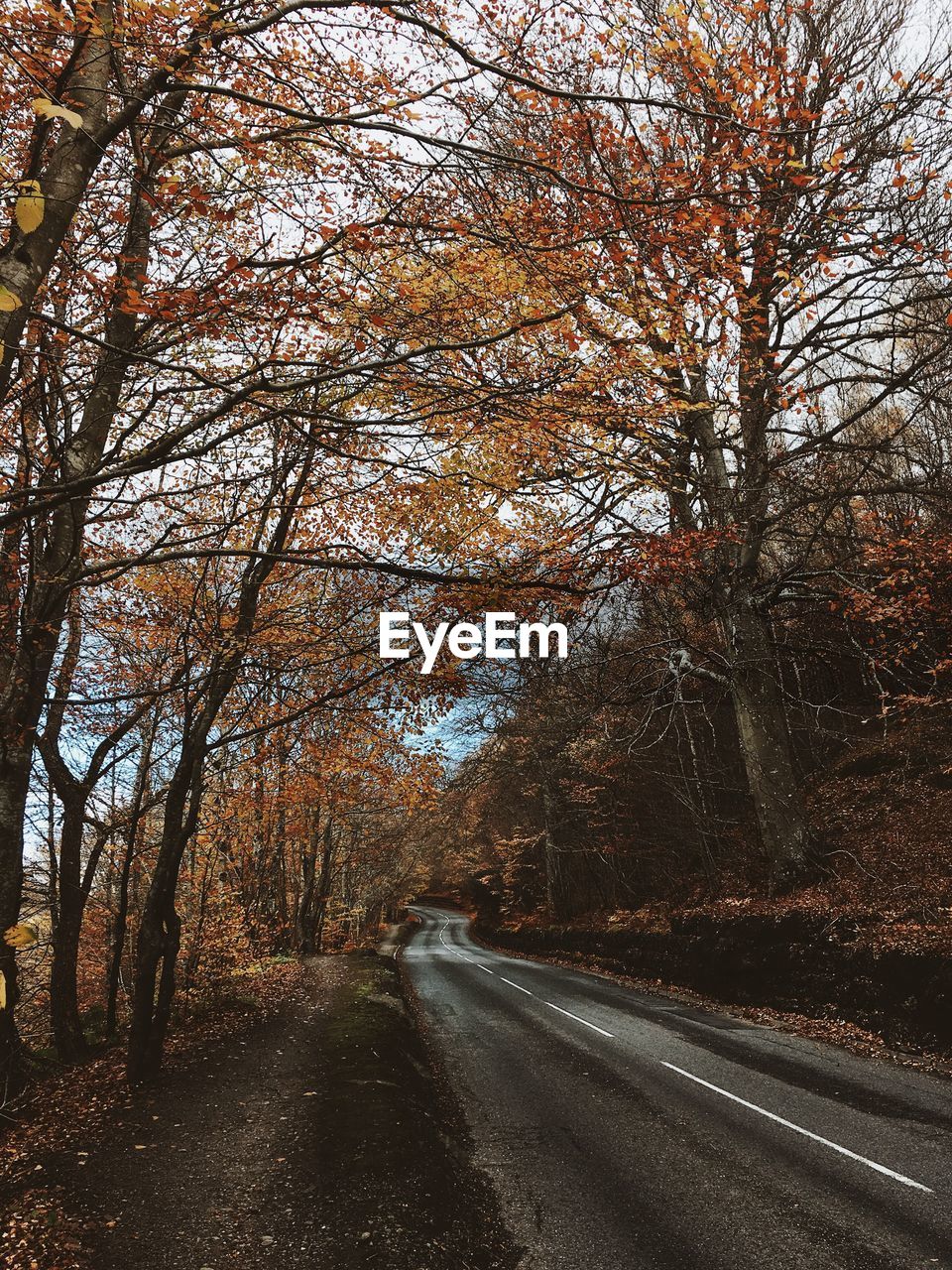 Empty road along trees in forest