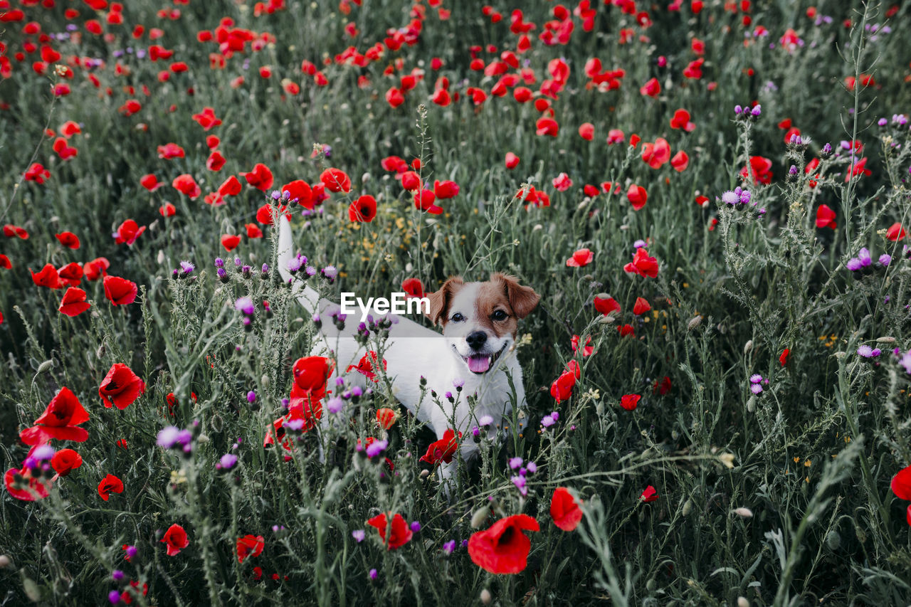 High angle portrait of dog standing amidst flowers in park