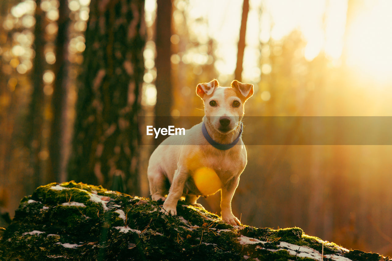 Dog jack russell terrier in the autumn forest on a log in the sun