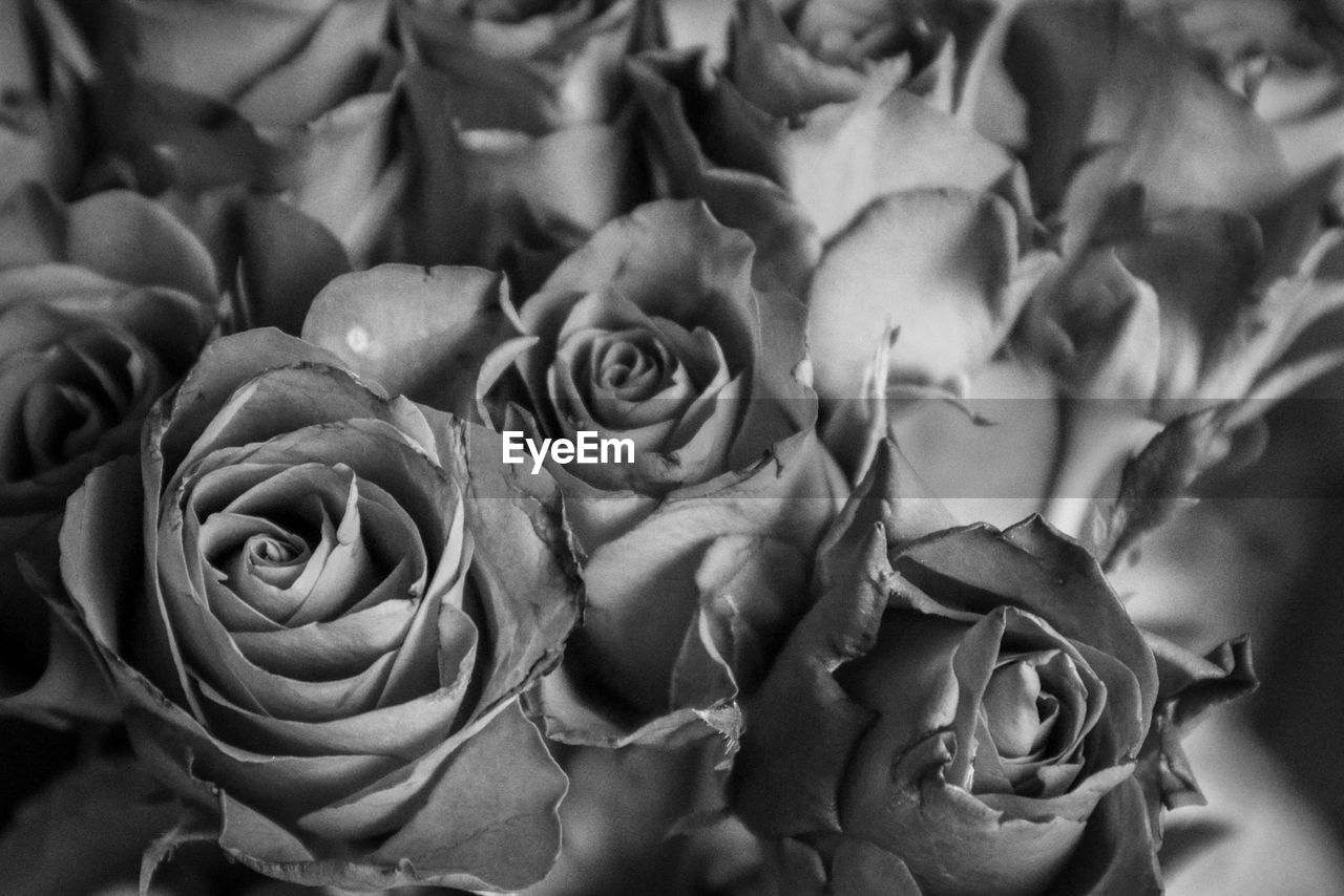 CLOSE-UP OF ROSE AGAINST BLURRED BACKGROUND