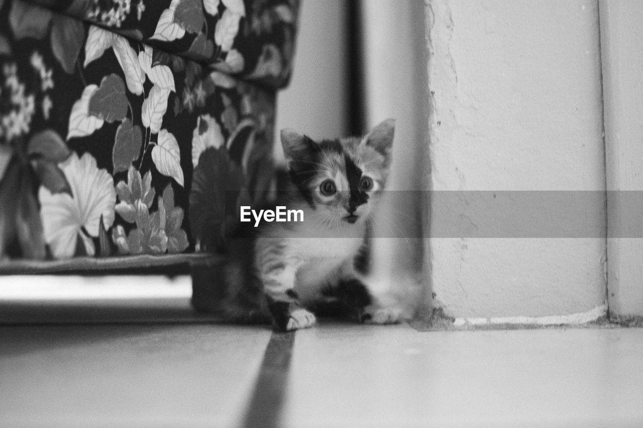 Portrait of cat looking at camera