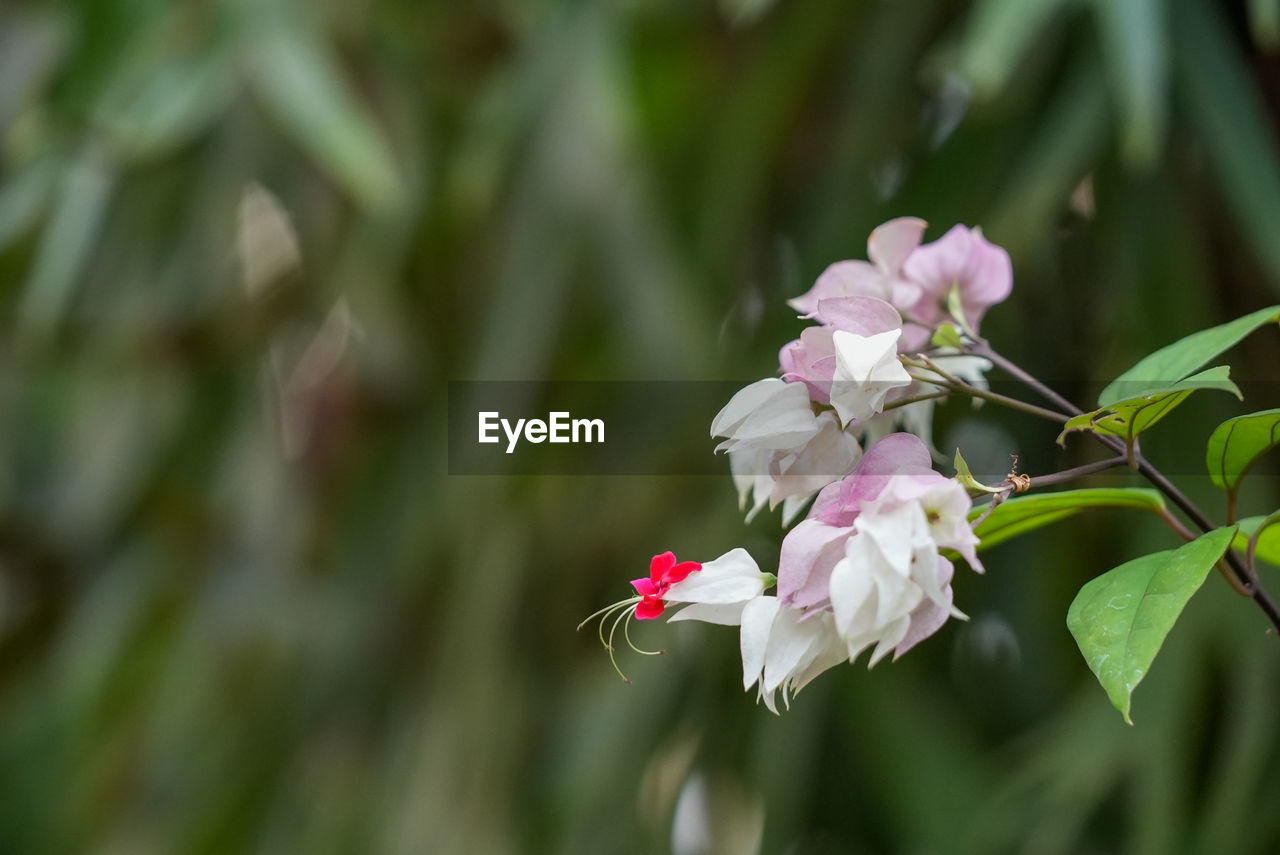 flower, plant, flowering plant, beauty in nature, freshness, pink, nature, fragility, petal, flower head, close-up, blossom, springtime, growth, tree, plant part, inflorescence, leaf, botany, no people, outdoors, focus on foreground, white, environment, macro photography, food, food and drink, branch