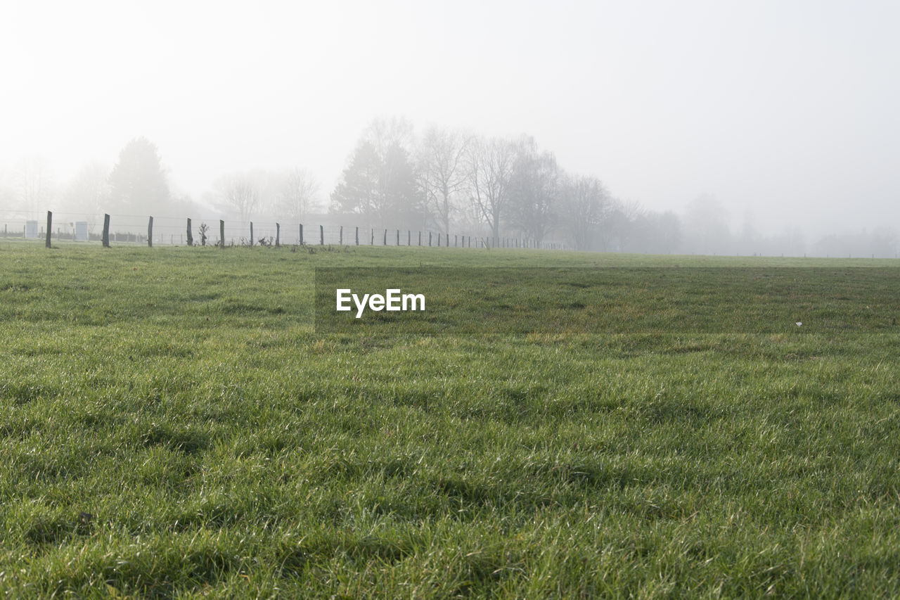 TREES ON GRASSY FIELD AGAINST SKY