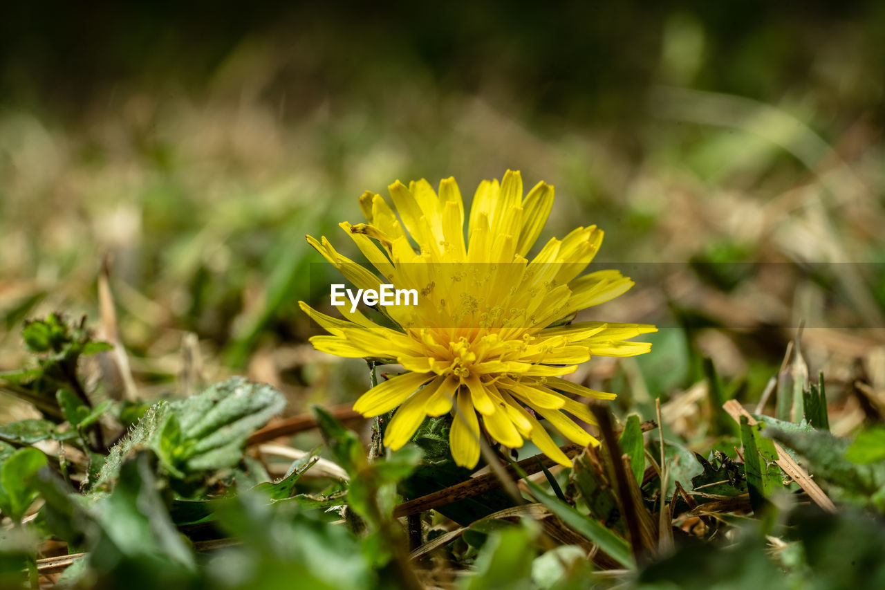 Close-up of yellow flowering plant on field